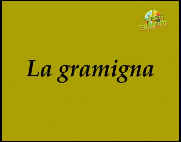 la-gramigna