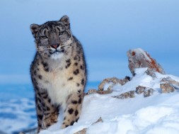 leopardo delle nevi fronte