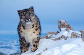 leopardo delle nevi fronte