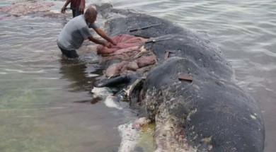Balena plastica indonesia
