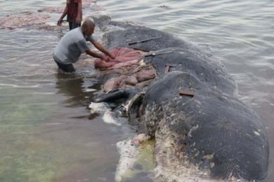 Balena plastica indonesia
