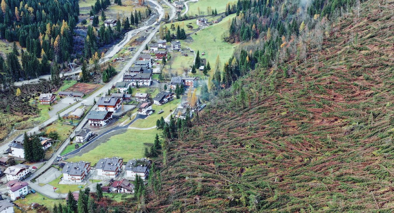 ECATOMBE DEGLI ALBERI : Parte la campagna per la riforestazione