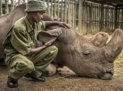 Sudan rinoceronte bianco 2